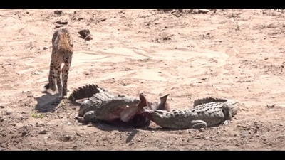 Crocodile chases away cheetahs. (YouTube/@Latest Sightings) Crocodile chases away cheetahs. (YouTube/@Latest Sightings)