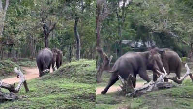 Elephants get into a fight. (Twitter/@Saket Badola)
