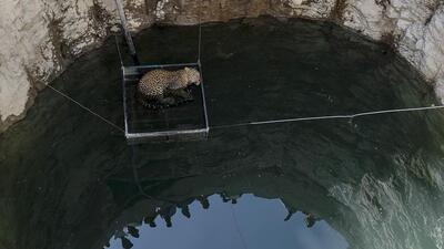 Even though leopards are highly adapted to human settlement, open wells are one of the greatest hazards that this animal faces. (REPRESENTATIVE PHOTO) Even though leopards are highly adapted to human settlement, open wells are one of the greatest hazards that this animal faces. (REPRESENTATIVE PHOTO)