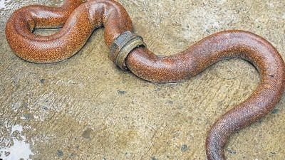 The red sand boa which was rescued on Thursday. (Wildlife SOS) The red sand boa which was rescued on Thursday. (Wildlife SOS)
