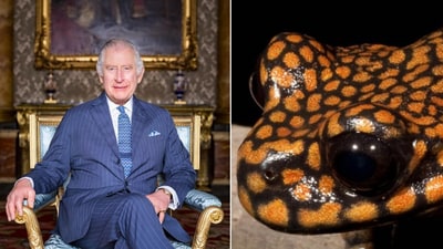 The rare species of the frog was named after King Charles to honour him. (Instagram/@theroyalfamily, Twitter) The rare species of the frog was named after King Charles to honour him. (Instagram/@theroyalfamily, Twitter)