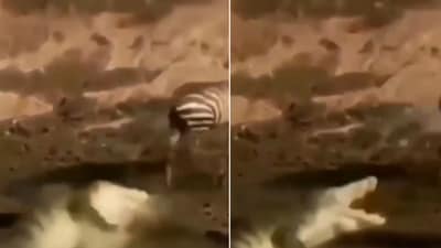 The image shows the crocodile throwing a tantrum after missing its prey. (Screengrab)