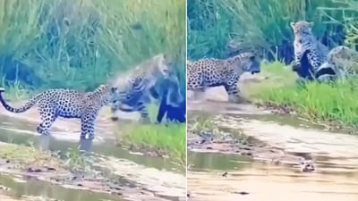 The image shows the interaction between three leopards and a badger. (Twitter/@susantananda3) The image shows the interaction between three leopards and a badger. (Twitter/@susantananda3)