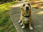 Dogs, like humans, can experience anxiety for a variety of reasons. 
