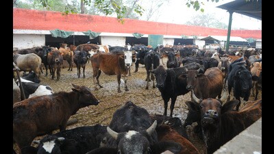 Chandigarh municipal corporation currently has four gaushalas, located in Sectors 25 and 45, Maloya and Industrial Area. (HT Photo) Chandigarh municipal corporation currently has four gaushalas, located in Sectors 25 and 45, Maloya and Industrial Area. (HT Photo)