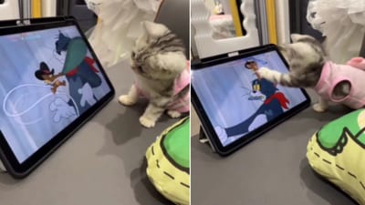 The image shows the car trying to save Tom from Jerry. (Screengrab) The image shows the car trying to save Tom from Jerry. (Screengrab)