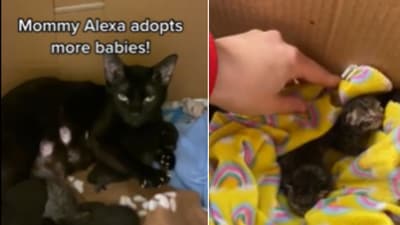 The image shows the cat with the orphaned kittens she adopted. (Reddit/@RunKind4141) The image shows the cat with the orphaned kittens she adopted. (Reddit/@RunKind4141)