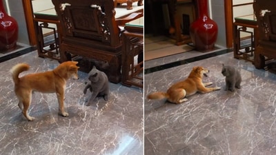 The image shows the dog and the car that engaged in a playfight. (Screengrab) The image shows the dog and the car that engaged in a playfight. (Screengrab)