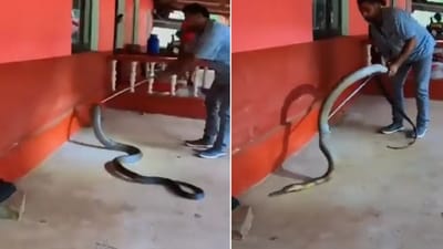The image shows a man rescuing a huge king cobra. (Twitter/@susantananda3) The image shows a man rescuing a huge king cobra. (Twitter/@susantananda3)