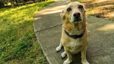 Dogs, like humans, can experience anxiety for a variety of reasons. (Pixabay) Dogs, like humans, can experience anxiety for a variety of reasons. (Pixabay)