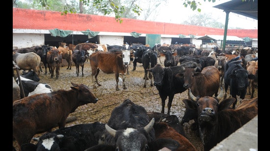 Chandigarh municipal corporation currently has four gaushalas, located in Sectors 25 and 45, Maloya and Industrial Area. (HT Photo)