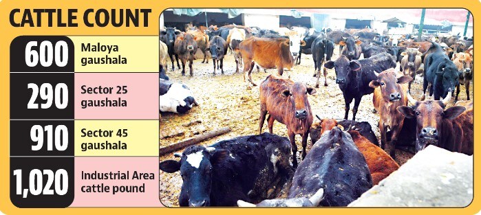 The civic body currently has four gaushalas located in sectors 25, 45, Maloya and Industrial area. The civic body currently has four gaushalas located in sectors 25, 45, Maloya and Industrial area.