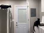 The image, taken from the viral video, captures the cat trying to catch a bug. The image, taken from the viral video, captures the cat trying to catch a bug.