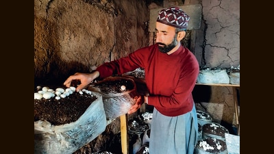 Ahmad is among the dozen villagers who have set up mushroom units in Nambla and neighbouring villages. (HT Photo) Ahmad is among the dozen villagers who have set up mushroom units in Nambla and neighbouring villages. (HT Photo)