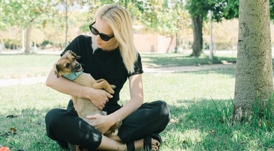 Dog anxiety can manifest in various ways and can lead to destructive behaviour, aggression, and other health issues. (Pexels ) Dog anxiety can manifest in various ways and can lead to destructive behaviour, aggression, and other health issues. (Pexels )
