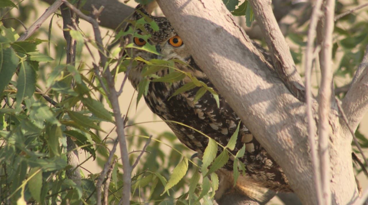 Anxious owl on the lost Neem of the Beas. Anxious owl on the lost Neem of the Beas.