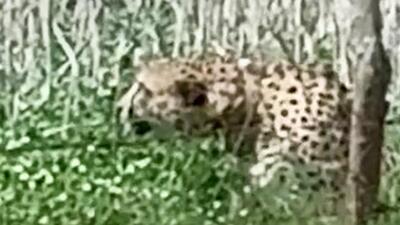 A cheetah strays into an agricultural field adjoining a village near KNP on April 2. (PTI) A cheetah strays into an agricultural field adjoining a village near KNP on April 2. (PTI)