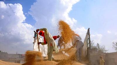In 2022, the Centre’s wheat procurement had plunged to 18 million tonne (Representational image) In 2022, the Centre’s wheat procurement had plunged to 18 million tonne (Representational image)
