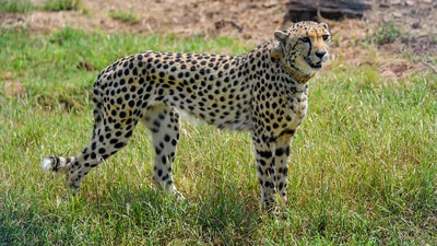 Kuno National Park received eight cheetahs from Namibia on September 17 last year, all of which were released into an enclosure by Prime Minister Narendra Modi. (PTI) (HT_PRINT) Kuno National Park received eight cheetahs from Namibia on September 17 last year, all of which were released into an enclosure by Prime Minister Narendra Modi. (PTI) (HT_PRINT)