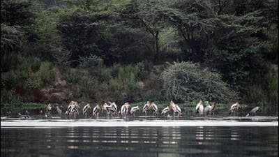 Most of north, south and central Delhi gets its water from the Wazirabad barrage on the Yamuna river. (ANI) Most of north, south and central Delhi gets its water from the Wazirabad barrage on the Yamuna river. (ANI)