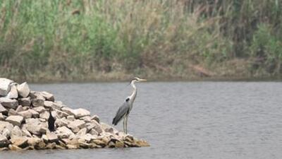 There are 40 biodiversity heritage sites in the country currently as per data on NBA’s website. (Representational image) There are 40 biodiversity heritage sites in the country currently as per data on NBA’s website. (Representational image)