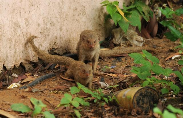 A pair of mongooses. ‘The way mongooses move about in their habitats: keen, curious and vigilant, always gives them the natural air of a sleuth!’ (Pravin Kumar/HT Archive)) A pair of mongooses. ‘The way mongooses move about in their habitats: keen, curious and vigilant, always gives them the natural air of a sleuth!’ (Pravin Kumar/HT Archive))