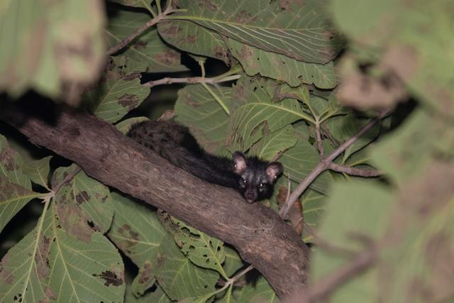 Civet Cat (Shutterstock) Civet Cat (Shutterstock)