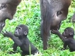 The image shows baby gorilla gently touching its father’s face. 