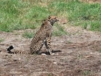 File Photo of a Cheetah brought from Africa.

