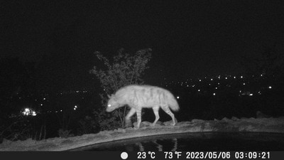 A Striped hyena sighted in camera traps during the animal census. (HT PHOTO) A Striped hyena sighted in camera traps during the animal census. (HT PHOTO)