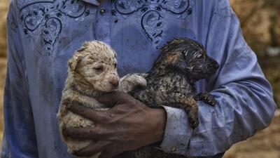 A memorial garden for pets is also coming up at the site where pet owners will be able to plant a tree after their name, according to officials of Green Revolution Foundation, a non-governmental organisation, which is overseeing the implementation of the project. (Representational Image/PTI) A memorial garden for pets is also coming up at the site where pet owners will be able to plant a tree after their name, according to officials of Green Revolution Foundation, a non-governmental organisation, which is overseeing the implementation of the project. (Representational Image/PTI)
