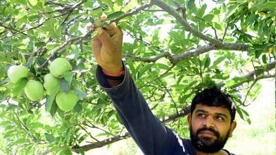 A notification to ban on import of cheap apples was issued to the director general of foreign trade on Monday. (HT File)