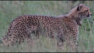 An autopsy of the female cheetah is being conducted by the veterinary team, the statement said. (HT) An autopsy of the female cheetah is being conducted by the veterinary team, the statement said. (HT)