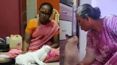 Elderly lady and cat. (Instagram/@ Jaggu Patil) Elderly lady and cat. (Instagram/@ Jaggu Patil)