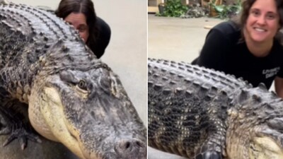 The image shows a woman crawling beside an alligator. (Instagram/@thereptilezoo) The image shows a woman crawling beside an alligator. (Instagram/@thereptilezoo)