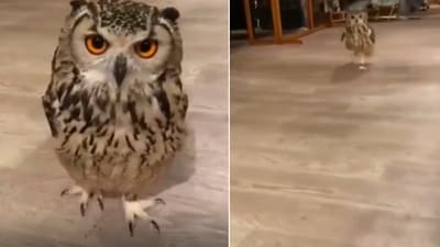 The image shows the owl running. (Reddit/@sarthhcasm) The image shows the owl running. (Reddit/@sarthhcasm)