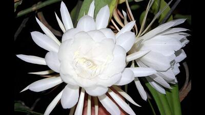 The Brahma Kamalam, also called the Queen of the Night, is a variety of lotus that blooms only at night and wilts before dawn. Milky-white, with petals arranged in concentric circles and with a crown-like centre filament, even a single flower stands out in the dark of the night, against its deep-green spiky leaves. (Representational photo)