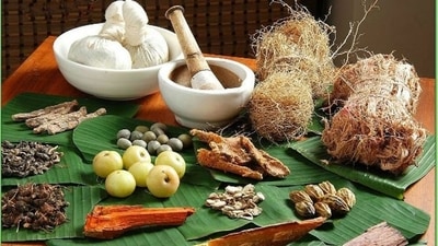According to Ayurveda expert Dr Nitika Kohli, kidney stone, renal failure, protein in urine, high urea levels are several other problems are outcomes of toxin accumulation in the kidneys. Here are some effective Ayurvedic herbs to manage and prevent kidney diseases, suggested by Dr Nitika Kohli. (Pinterest) According to Ayurveda expert Dr Nitika Kohli, kidney stone, renal failure, protein in urine, high urea levels are several other problems are outcomes of toxin accumulation in the kidneys. Here are some effective Ayurvedic herbs to manage and prevent kidney diseases, suggested by Dr Nitika Kohli. (Pinterest)