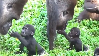 The image shows baby gorilla gently touching its father’s face. (Twitter/@susantananda3)