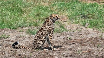 File Photo of a Cheetah brought from Africa. (ANI) File Photo of a Cheetah brought from Africa. (ANI)