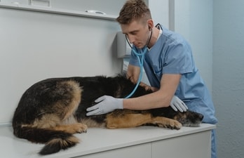 The critical role veterinary professionals play in safeguarding the health and well-being of pets is undeniable and of ever-increasing significance. (Pexels ) The critical role veterinary professionals play in safeguarding the health and well-being of pets is undeniable and of ever-increasing significance. (Pexels )