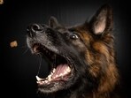 Stray dogs are often friendly and pose little threat to humans. However, there are rare cases where dogs may attack humans, often as a result of previous traumatic experiences.