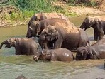 Elephants bathing together. Elephants bathing together.