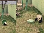 The image shows pandas playing together. 