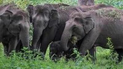 18 elephants and 20 persons have died in man-elephant conflicts over the past two months of which four died of electrocution. (Representative file image) 18 elephants and 20 persons have died in man-elephant conflicts over the past two months of which four died of electrocution. (Representative file image)