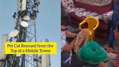 Cat rescue in Bengaluru. (Instagram/@CARE) Cat rescue in Bengaluru. (Instagram/@CARE)