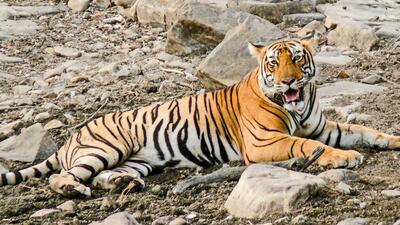 Chikku was relocated to Sajjangarh Biological Park. Chikku was relocated to Sajjangarh Biological Park.
