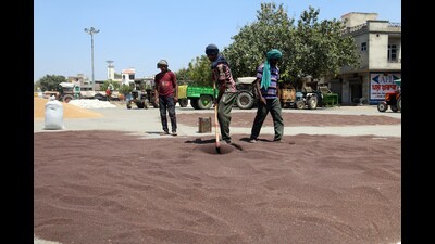 Labourers dry mustard at grain at a grain market. (HT File)
