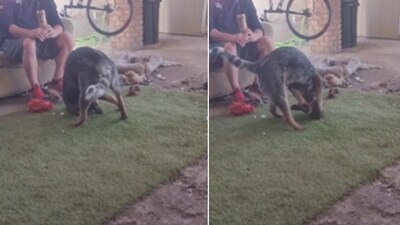 The video shows the dog standing on a sheet of fake grass. (Reddit/@SomeDudeist) The video shows the dog standing on a sheet of fake grass. (Reddit/@SomeDudeist)