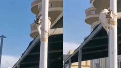 The image shows the cat that smoothly climbed down a pole. (Reddit/@_makoccino_) The image shows the cat that smoothly climbed down a pole. (Reddit/@_makoccino_)